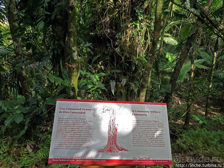 Посещение национального парка (леса) Эль Юнке