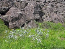 Альбом отзыва "Pingvellir — здесь Европа расходится с Америкой"
