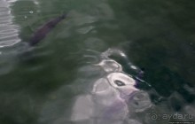 Осенние мотивы. Карповый пруд в Фонтенбло