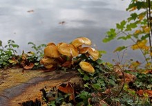 Осенние мотивы. Карповый пруд в Фонтенбло