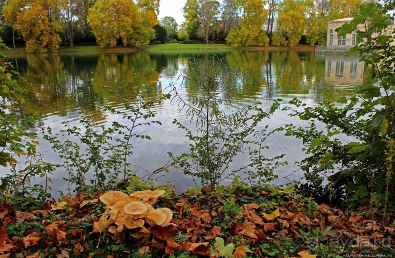 Осенние мотивы. Карповый пруд в Фонтенбло