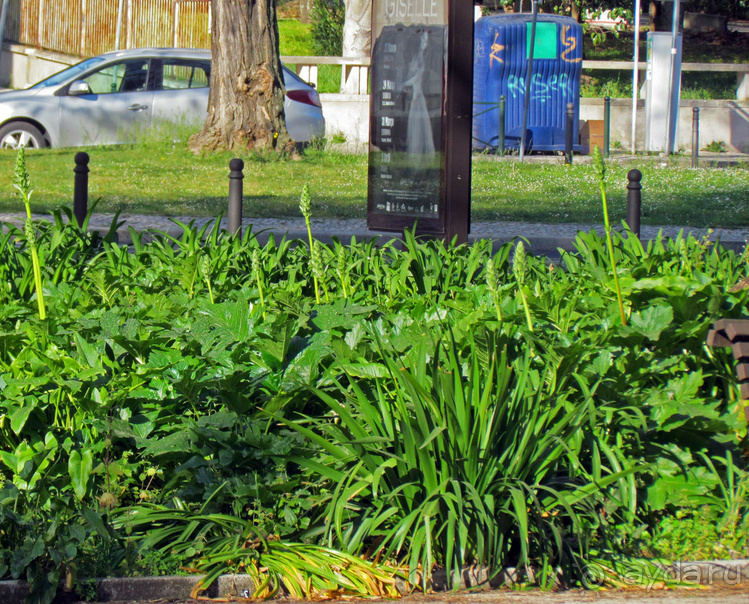 Сад Campo Grande — здесь не ступает нога туриста
