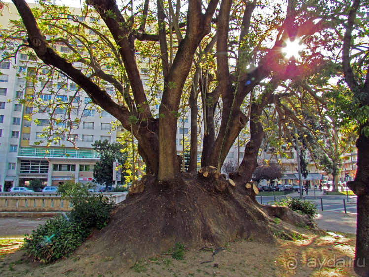 Сад Campo Grande — здесь не ступает нога туриста
