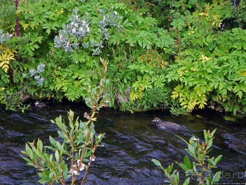 Зеленая Исландия. Каньон Аусбирги