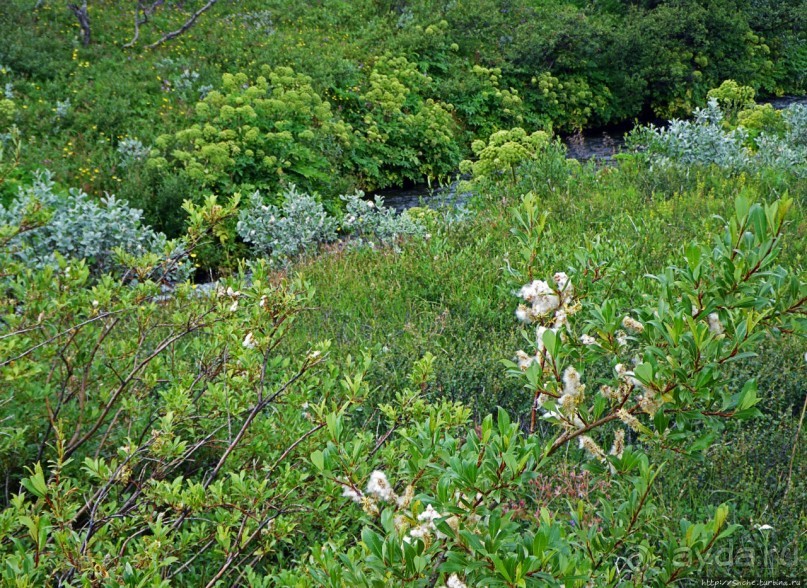 Зеленая Исландия. Каньон Аусбирги