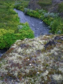 Зеленая Исландия. Каньон Аусбирги