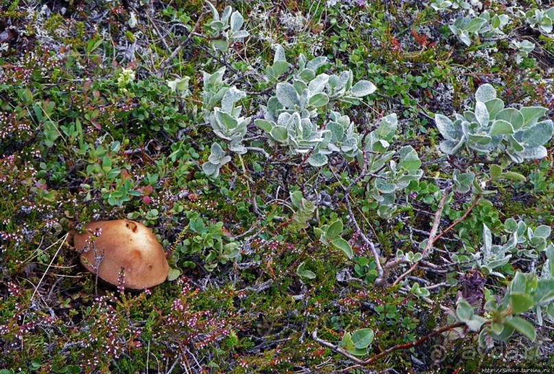 Зеленая Исландия. Каньон Аусбирги