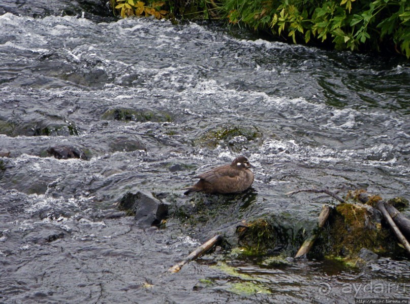 Зеленая Исландия. Каньон Аусбирги