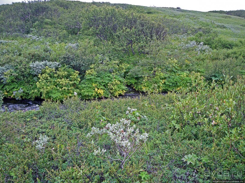 Зеленая Исландия. Каньон Аусбирги