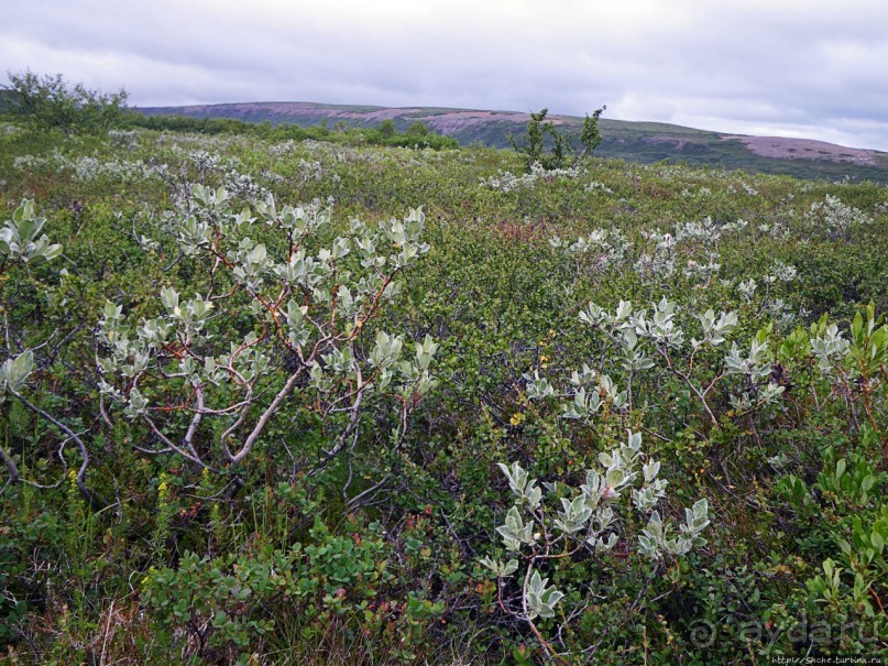 Зеленая Исландия. Каньон Аусбирги