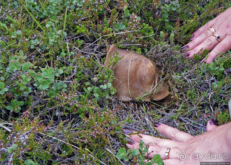 Зеленая Исландия. Каньон Аусбирги