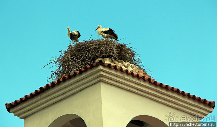 Аист на крыше — мир на земле