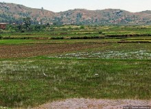 Мадагаскарские картинки. Переезд из Антцирабе в Амбоситра