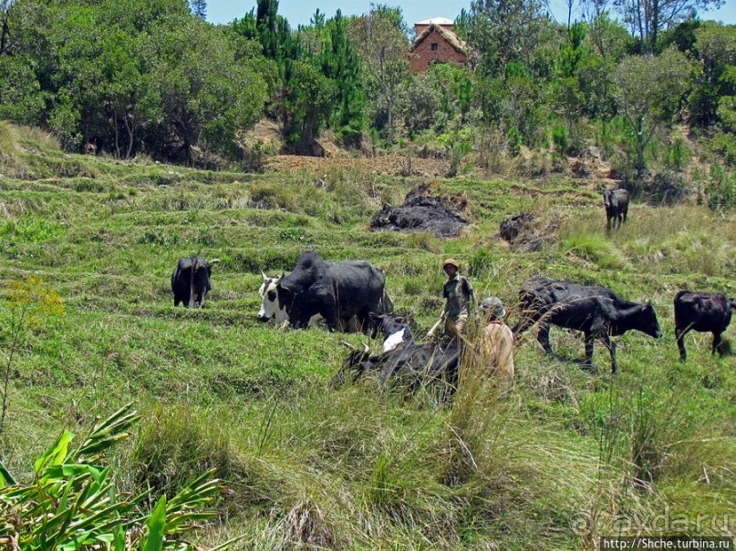 Мадагаскарские картинки. Переезд из Антцирабе в Амбоситра