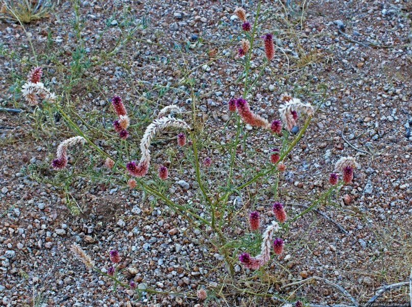 Шпицкоппе — каменный мешок среди пустыни