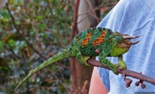 Картинки из Уганды. Катим по краю непроходимого леса Бвинди