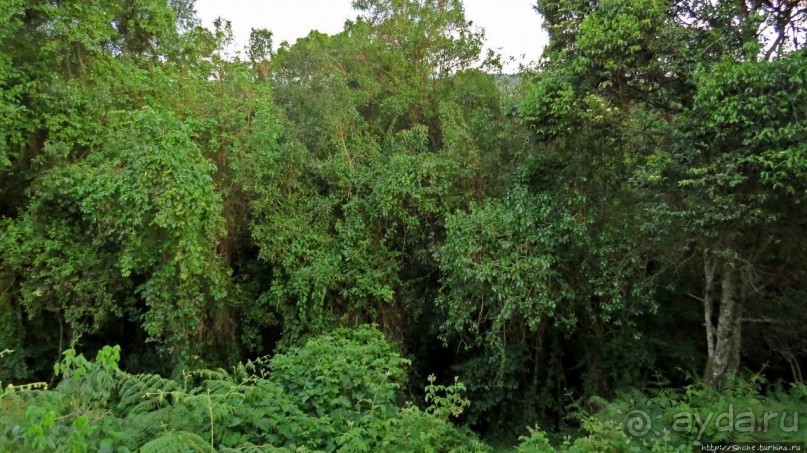 Картинки из Уганды. Катим по краю непроходимого леса Бвинди