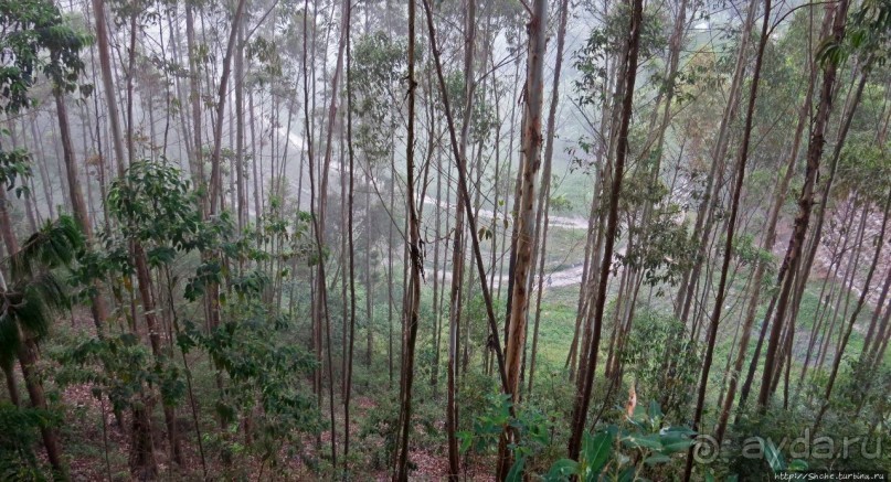 Картинки из Уганды. Катим по краю непроходимого леса Бвинди