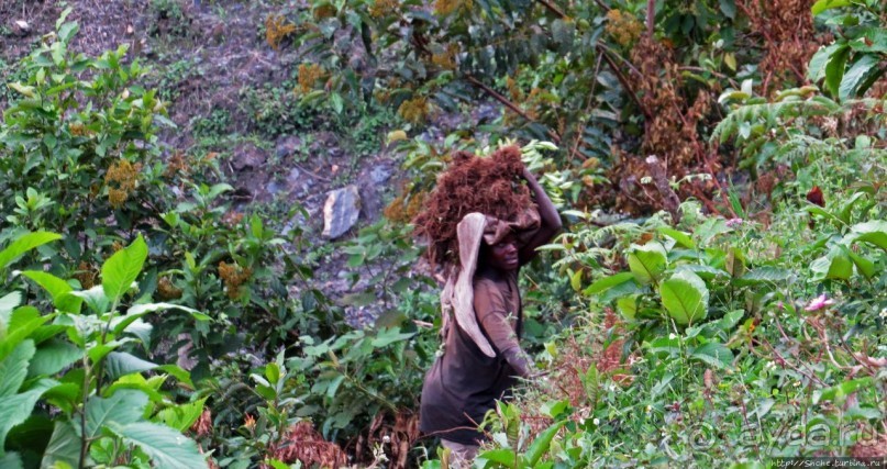 Картинки из Уганды. Катим по краю непроходимого леса Бвинди