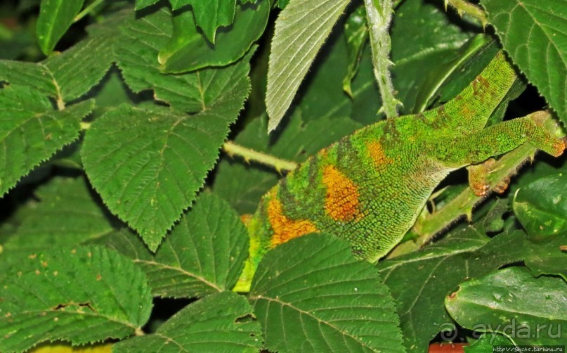 Картинки из Уганды. Катим по краю непроходимого леса Бвинди