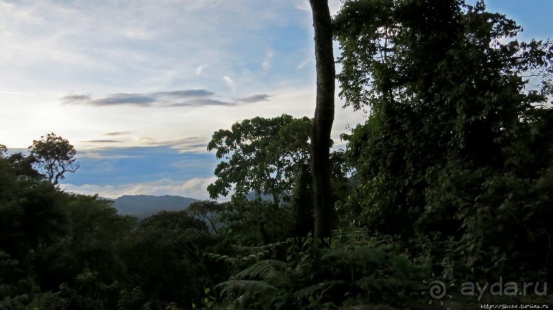 Картинки из Уганды. Катим по краю непроходимого леса Бвинди