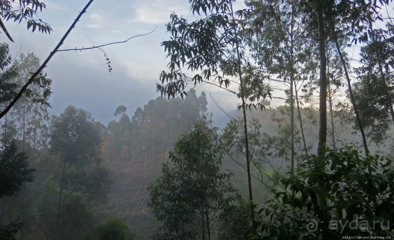 Картинки из Уганды. Катим по краю непроходимого леса Бвинди