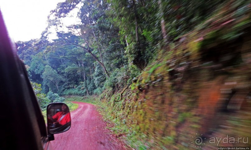 Картинки из Уганды. Катим по краю непроходимого леса Бвинди
