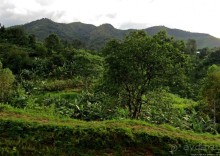 Картинки из Уганды. Катим по краю непроходимого леса Бвинди