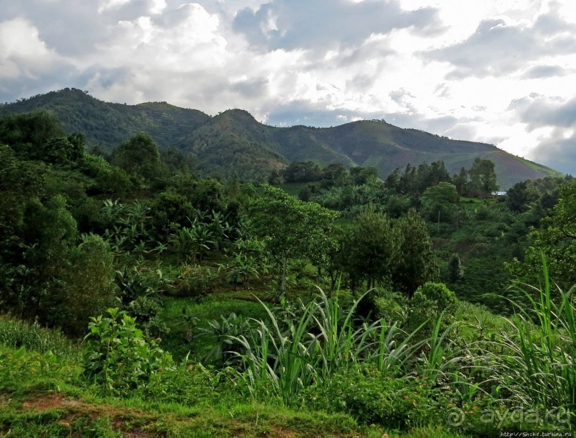 Картинки из Уганды. Катим по краю непроходимого леса Бвинди