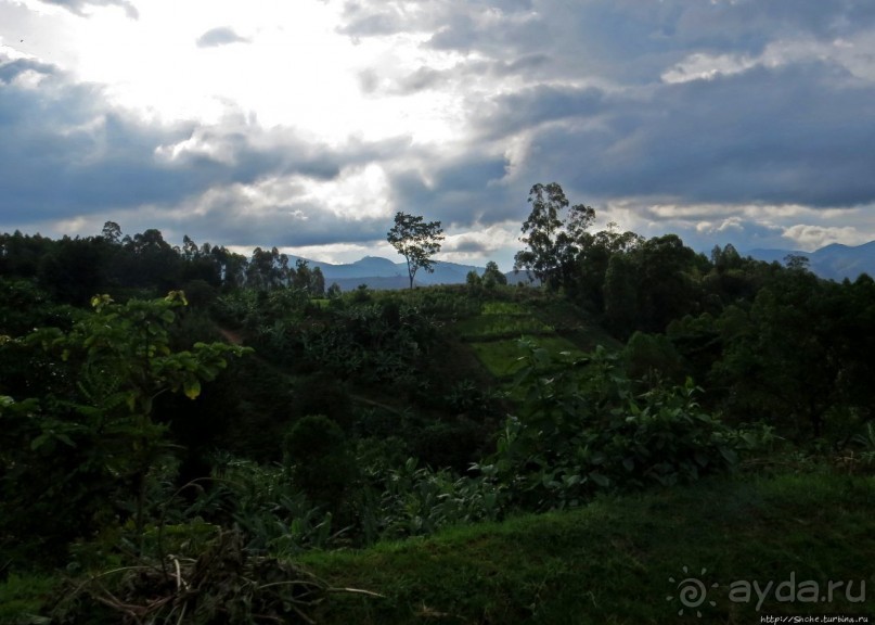 Картинки из Уганды. Катим по краю непроходимого леса Бвинди