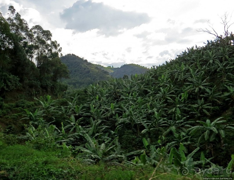 Картинки из Уганды. Катим по краю непроходимого леса Бвинди