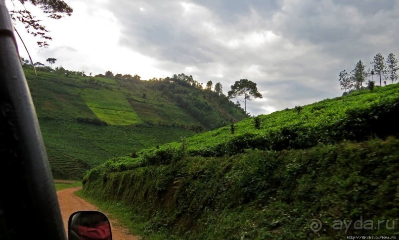 Картинки из Уганды. Катим по краю непроходимого леса Бвинди