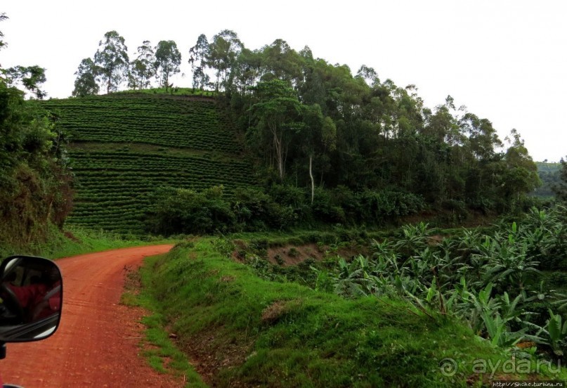 Картинки из Уганды. Катим по краю непроходимого леса Бвинди