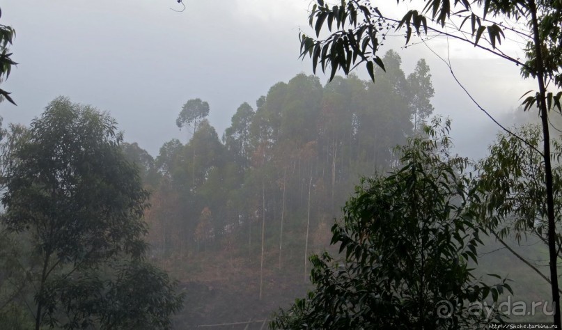 Картинки из Уганды. Катим по краю непроходимого леса Бвинди