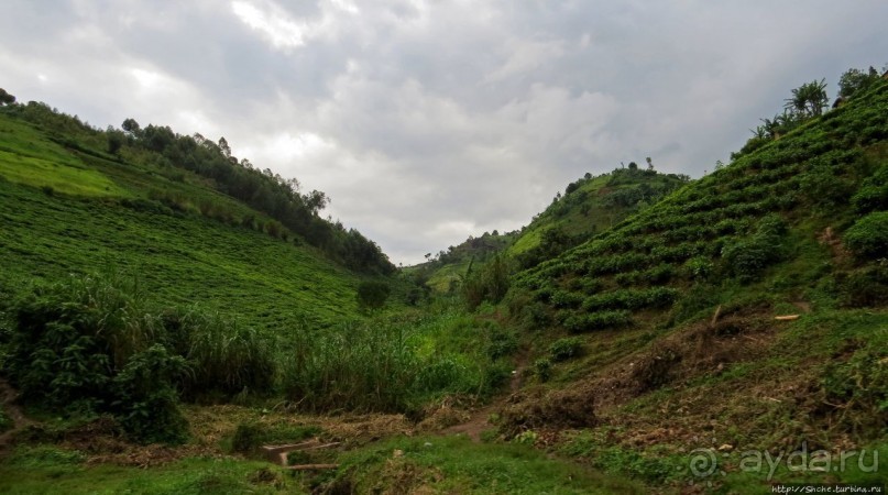 Картинки из Уганды. Катим по краю непроходимого леса Бвинди