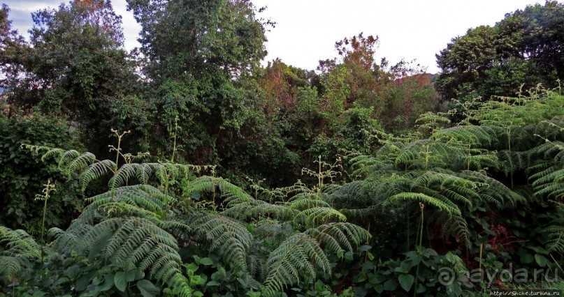 Картинки из Уганды. Катим по краю непроходимого леса Бвинди