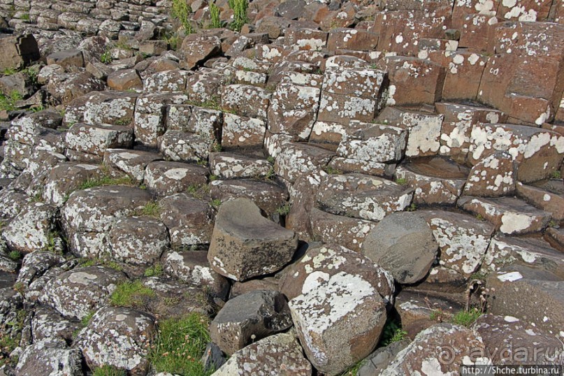 Какие же тогда здесь пчелы? Пчелиные соты на Тропе Великана