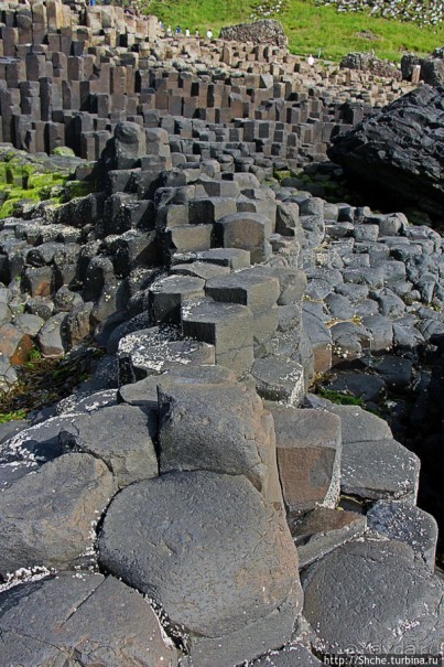 Какие же тогда здесь пчелы? Пчелиные соты на Тропе Великана