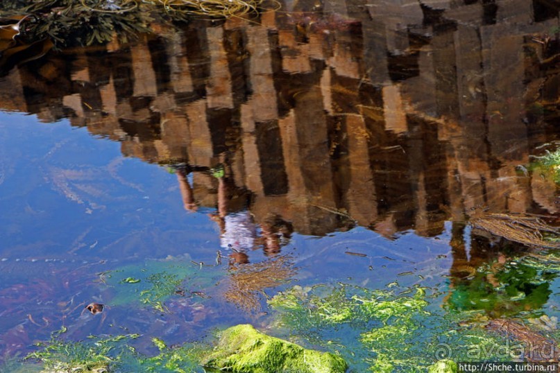 Какие же тогда здесь пчелы? Пчелиные соты на Тропе Великана