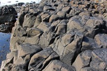 Какие же тогда здесь пчелы? Пчелиные соты на Тропе Великана