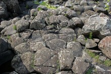 Какие же тогда здесь пчелы? Пчелиные соты на Тропе Великана