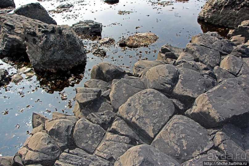 Какие же тогда здесь пчелы? Пчелиные соты на Тропе Великана