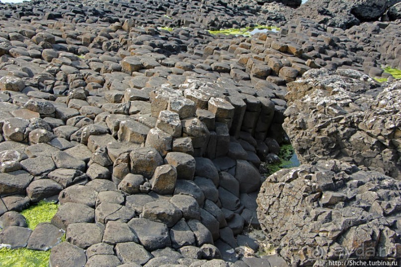 Какие же тогда здесь пчелы? Пчелиные соты на Тропе Великана