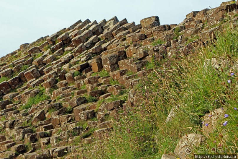 Какие же тогда здесь пчелы? Пчелиные соты на Тропе Великана