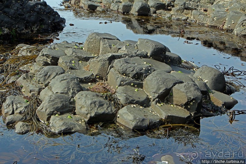 Какие же тогда здесь пчелы? Пчелиные соты на Тропе Великана