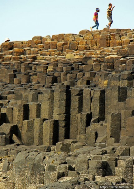 Какие же тогда здесь пчелы? Пчелиные соты на Тропе Великана