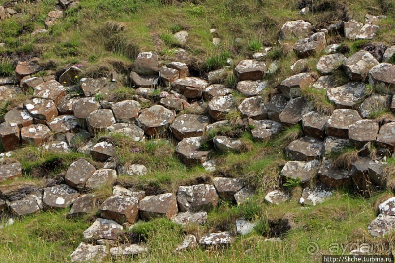 Какие же тогда здесь пчелы? Пчелиные соты на Тропе Великана