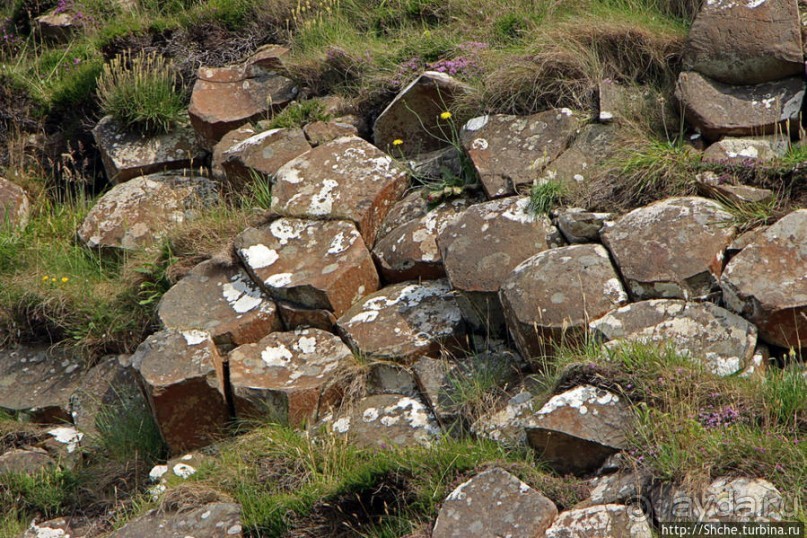 Какие же тогда здесь пчелы? Пчелиные соты на Тропе Великана