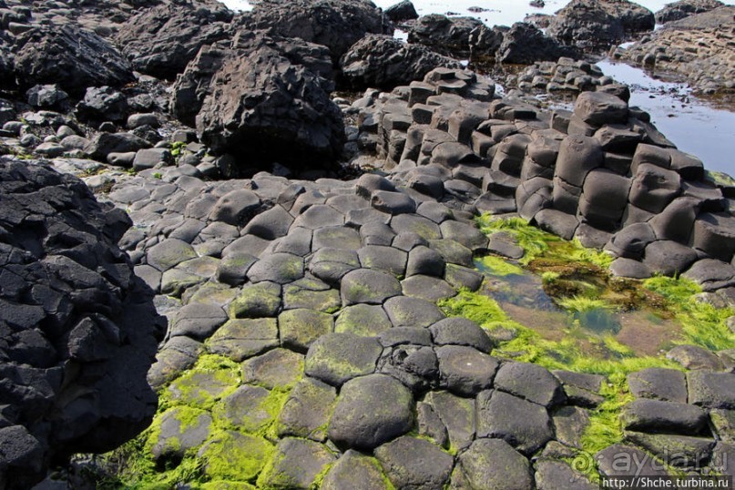Какие же тогда здесь пчелы? Пчелиные соты на Тропе Великана