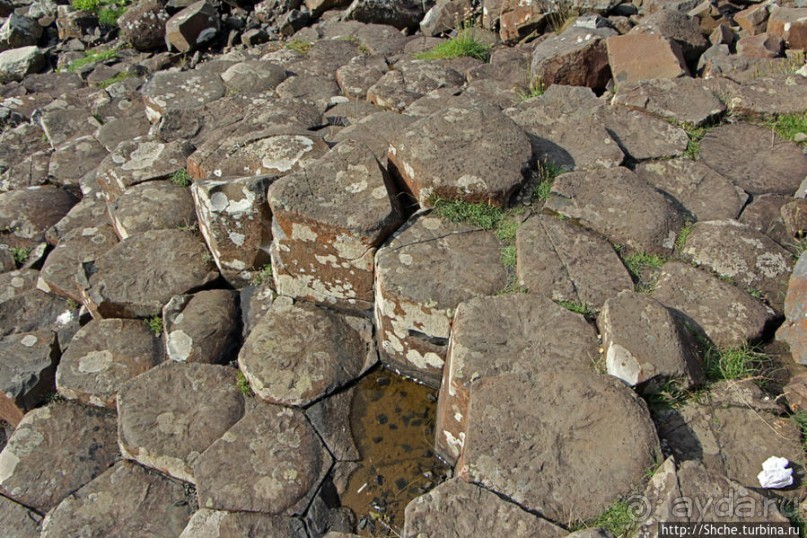 Какие же тогда здесь пчелы? Пчелиные соты на Тропе Великана